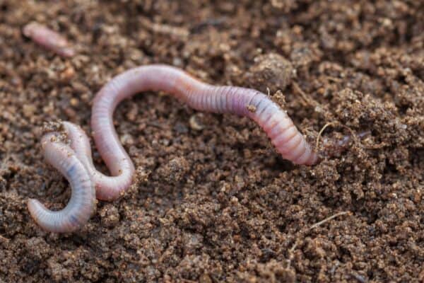 During winter most worms stay in their burrows. They are coiled into a slime-coated ball and go into a sleep-like state called estivation, which is similar to hibernation for bears.