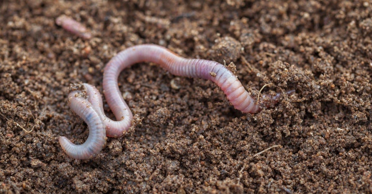 Earthworm - Soil Ecology Wiki