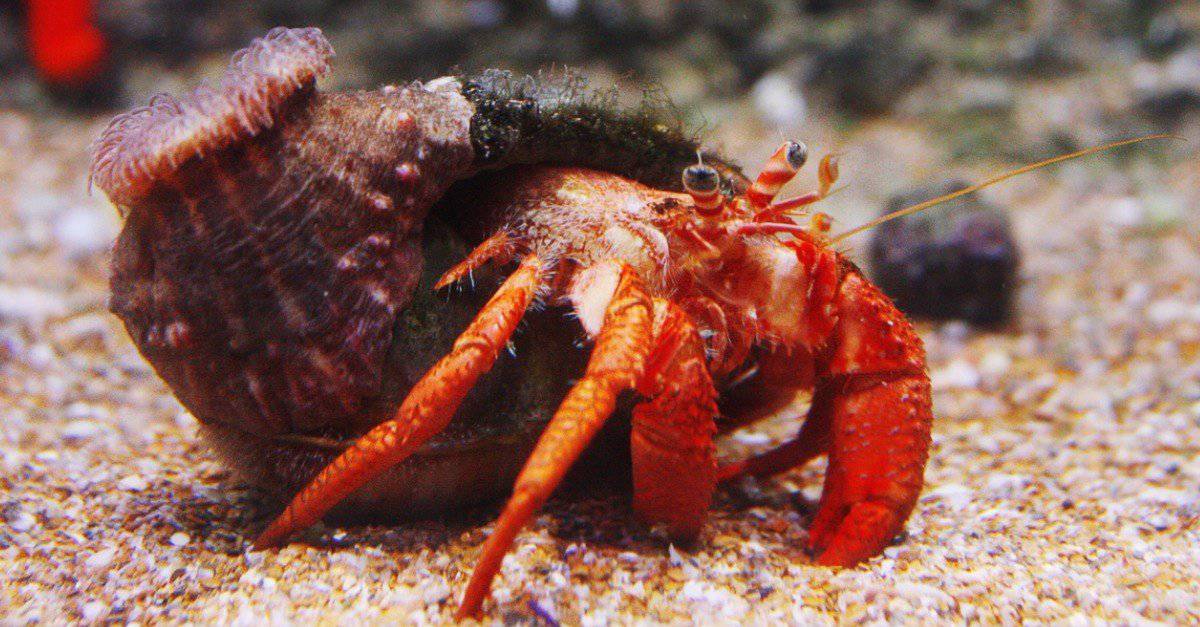 What Do Hermit Crabs Eat? - AZ Animals