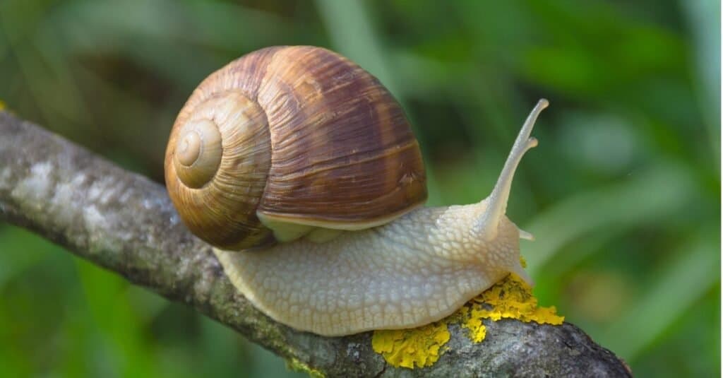 Are Snails Born With Shells?