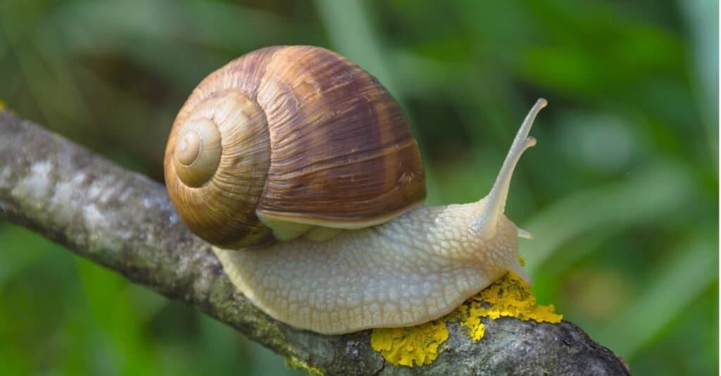 what happens if a dog eats a snail shell