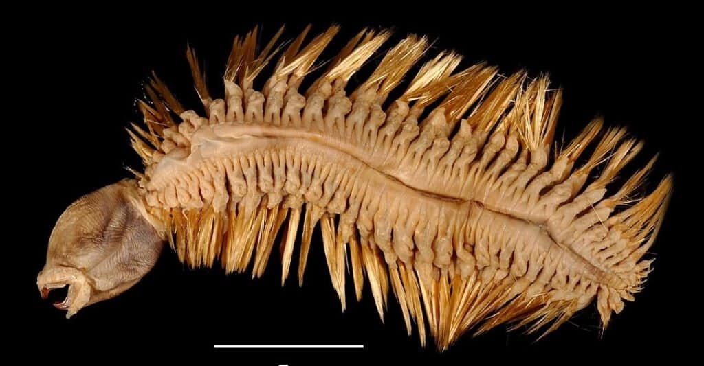 Antarctic Scale Worm