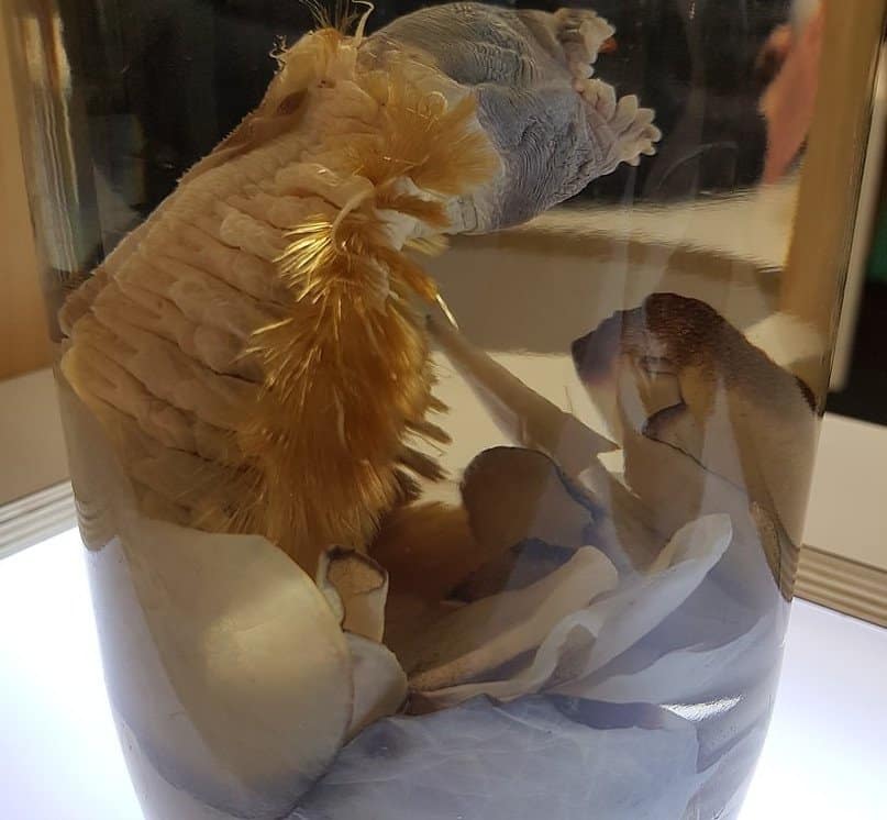 Antarctic Scale Worm preserved