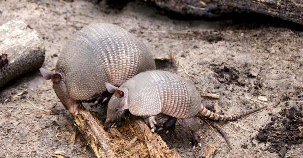 Is an armadillo a baby mammal?