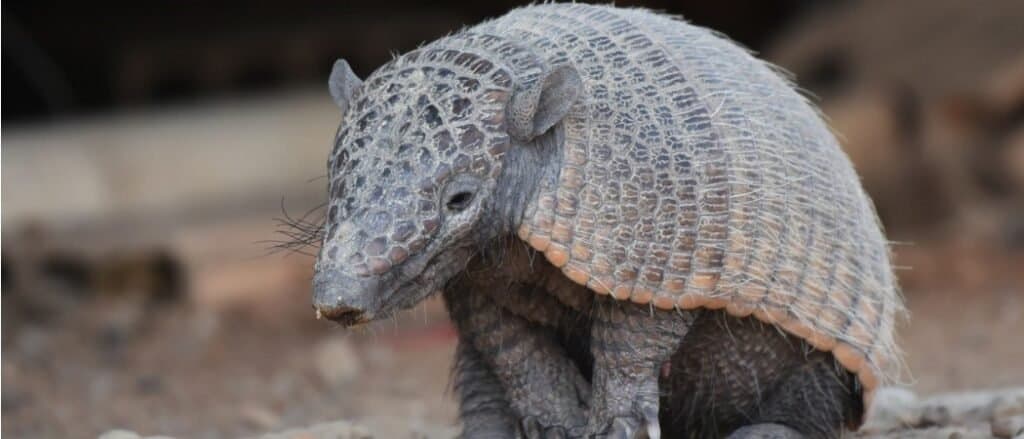 Aardvark Vs Armadillo