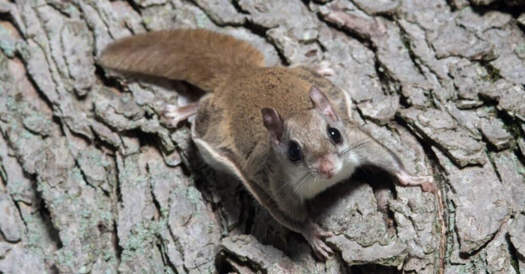 What Do Flying Squirrels Eat?