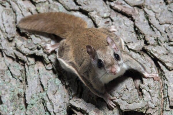 A flying squirrel clings to the side of a tree near a corn feeder on a summer night in eastern Illinois.