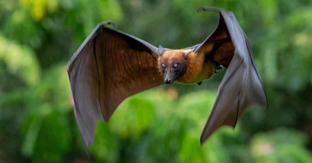 fruit bats as pets