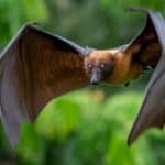 Lyle's flying fox flying in the forest. Bats are the only mammals that can fly in a sustained fashion.