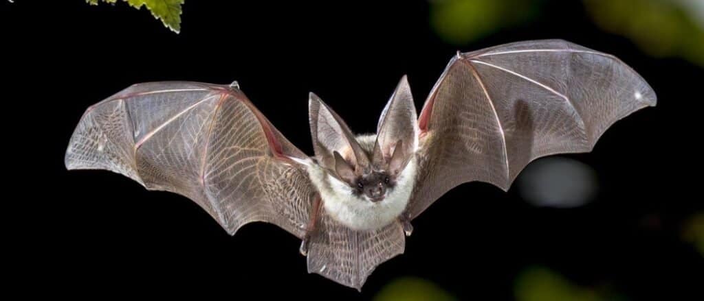 Are bats mammals?