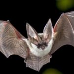 Are Bats Mammals