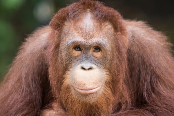 Young orangutans stay with their mother until they reach around 7 years old. They spend this time learning everything from her. 