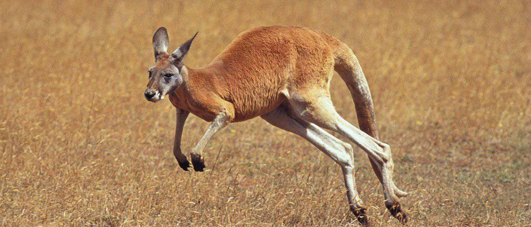 kangaroo kicking youtube