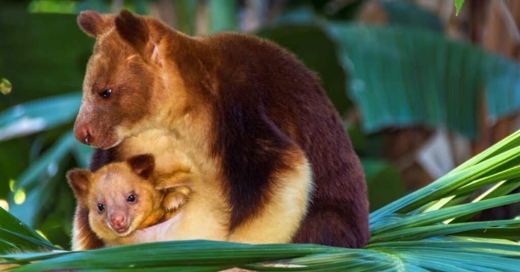 Tree Kangaroo - A-Z Animals