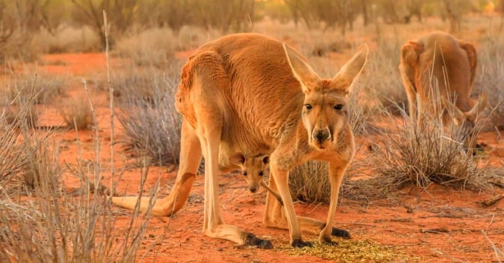 https://a-z-animals.com/media/2021/09/Are-Marsupials-Mammals-kangaroo-2-1024x535.jpg