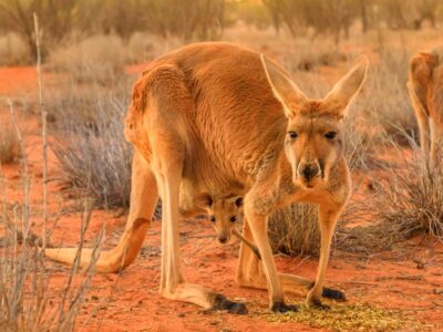 A Kangaroo Quiz: Test Yourself!