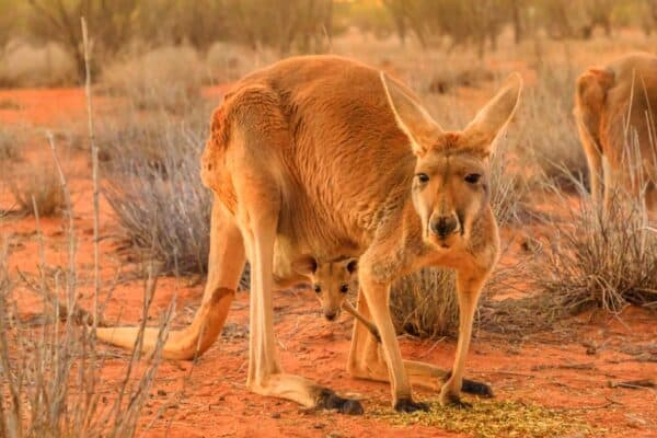 A female Red Kangaroo, Macropus rufus, with a joey in a pocket, on the red sand of outback central Australia.