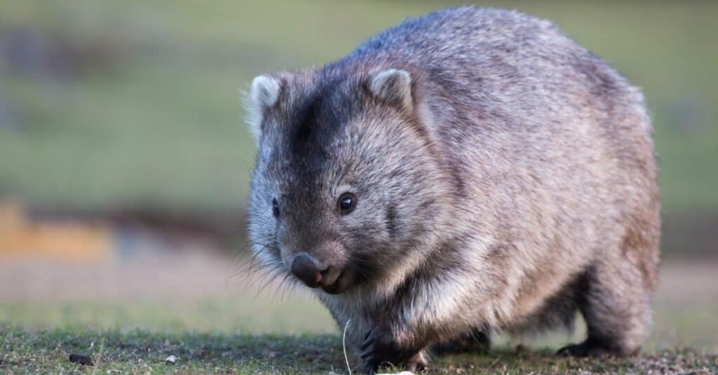 Wombat poop: Why are wombat poop cubes?