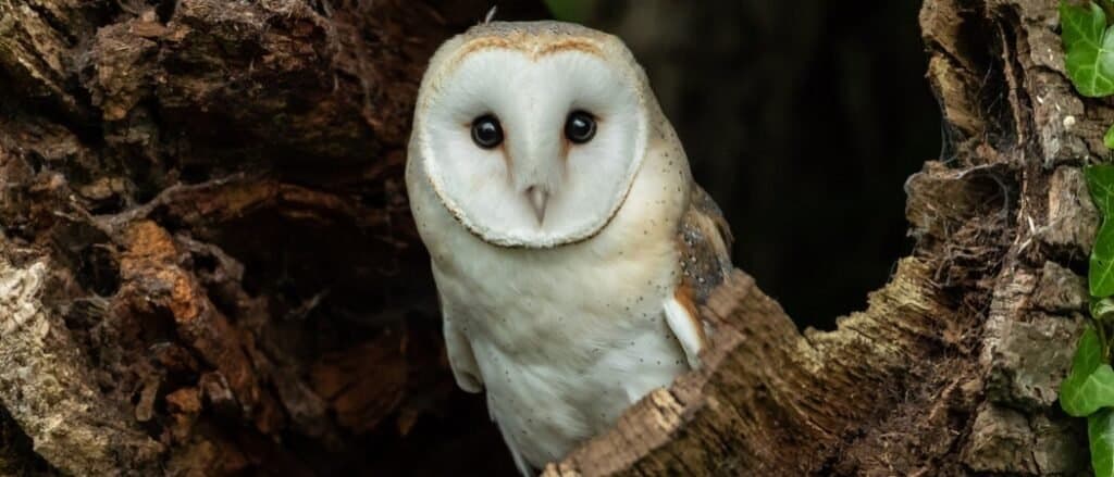 a barn owl, center frame, looking at the camera. Only the frony of the bird id visible and s white, except for the owl's eyes, which are dark and round. A star beak that is light gray is at the low center of the owl's face. The owl is perched in the hollow of a tree. The tree's bark fills in frames left and right, with a bit of green visible at the edge of frame right.