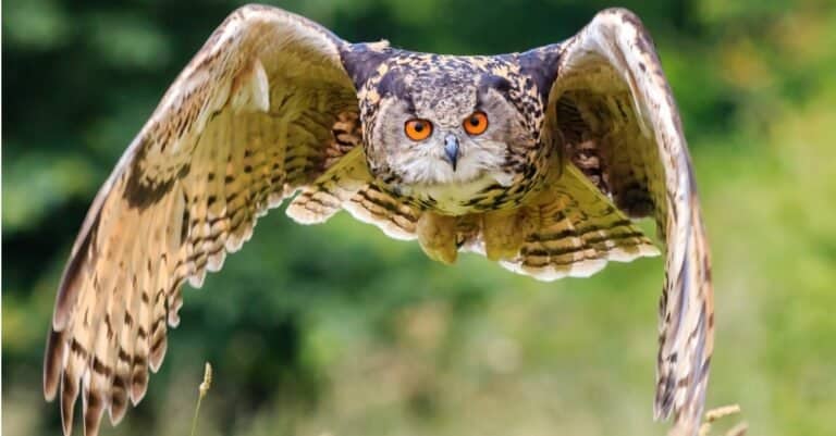 Are Owls Mammals