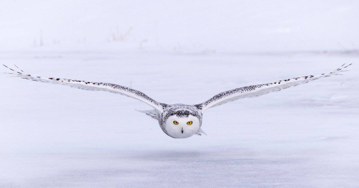 Types of Owls in the United States