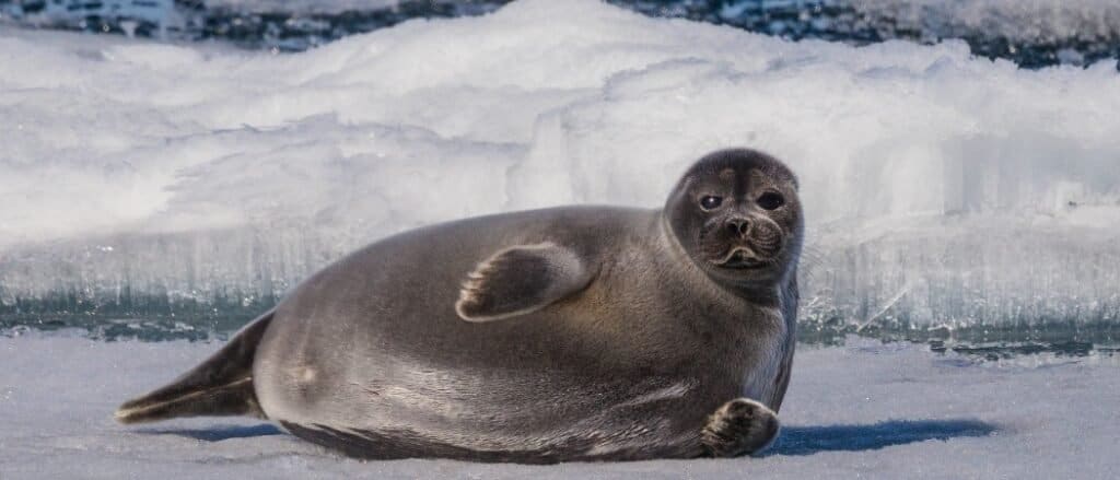 10 Incredible Seal Facts - W3schools