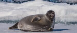 Are Seals Mammals? Picture