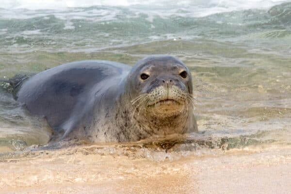 An endangered Hawaiian monk seal on a beach in Kauai, Hawaii. This seal is one of two mammals that are endemic to Hawaii.  