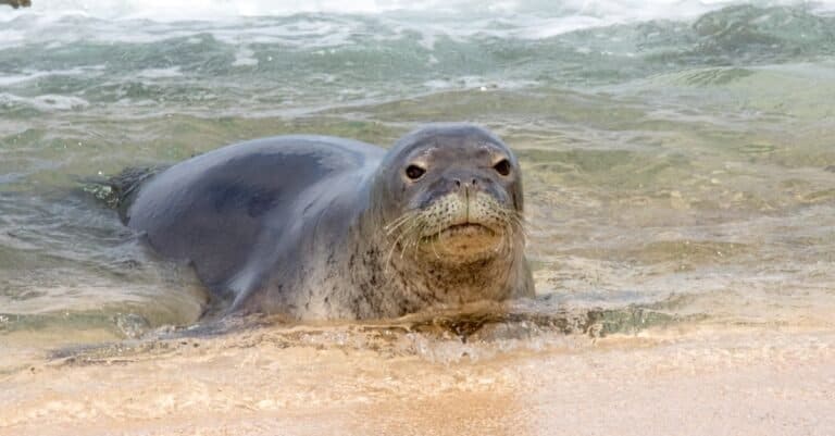 Are Seals Mammals