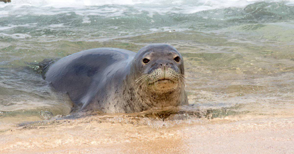 Are Seals Mammals? - A-Z Animals