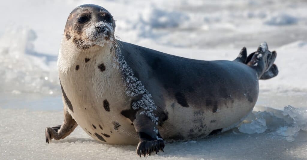 10 Incredible Harp Seal Facts - A-Z Animals