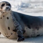 A large grey harp seal lays on an ice pan with its face and body covered in snow.  Seals, also called pinnipeds, aren’t just mammals but belong to a special group called marine mammals. 