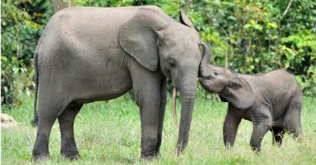Are elephants mammals - baby elephant with mother