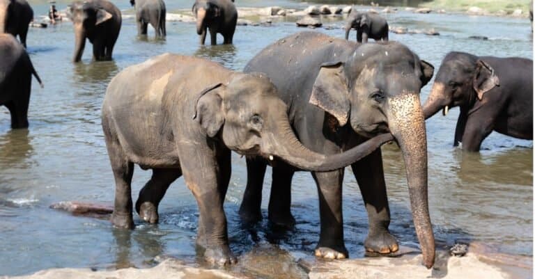 Are elephants mammals - elephants taking a bath