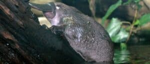 Are platypuses mammals? Picture