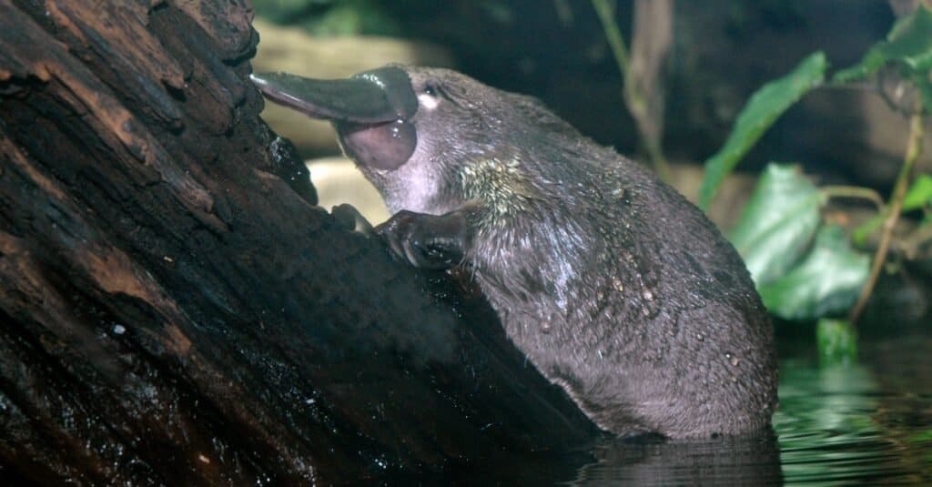 platypus spur sting