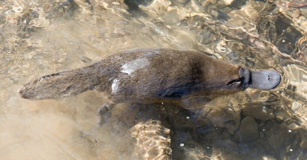 Are platypuses mammals