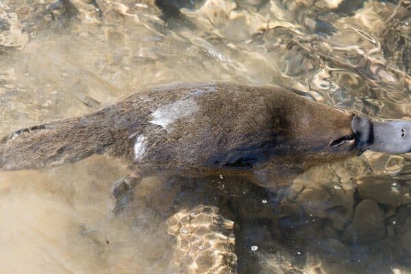 A Platypus swimming in a Tasmanian creek. Platypuses are Mammals called Monotremes.