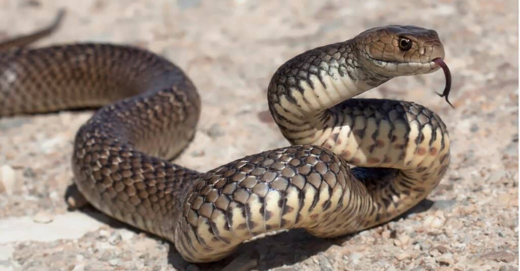 Eastern Brown Snake bite