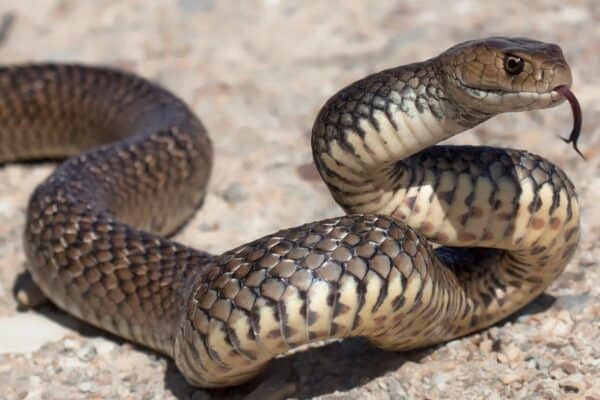 The deadly venomous but beautiful eastern brown snake (Pseudonaja textilis), getting ready to strike.