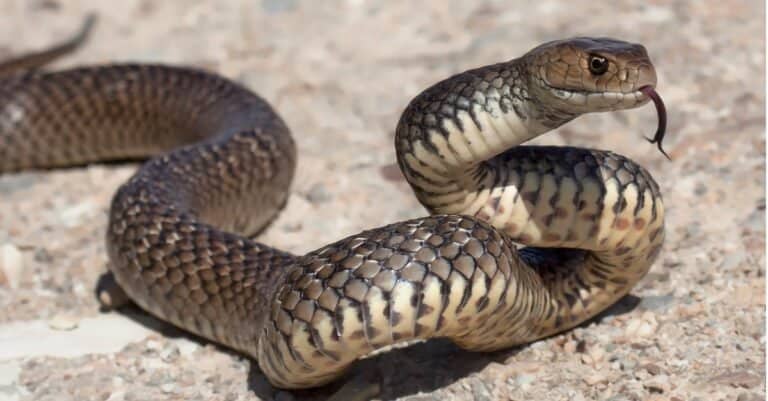 Are Snakes Mammals? - A-Z Animals