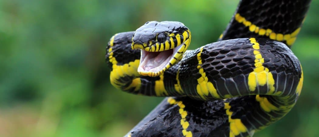Are Snakes Mammals? - AZ Animals