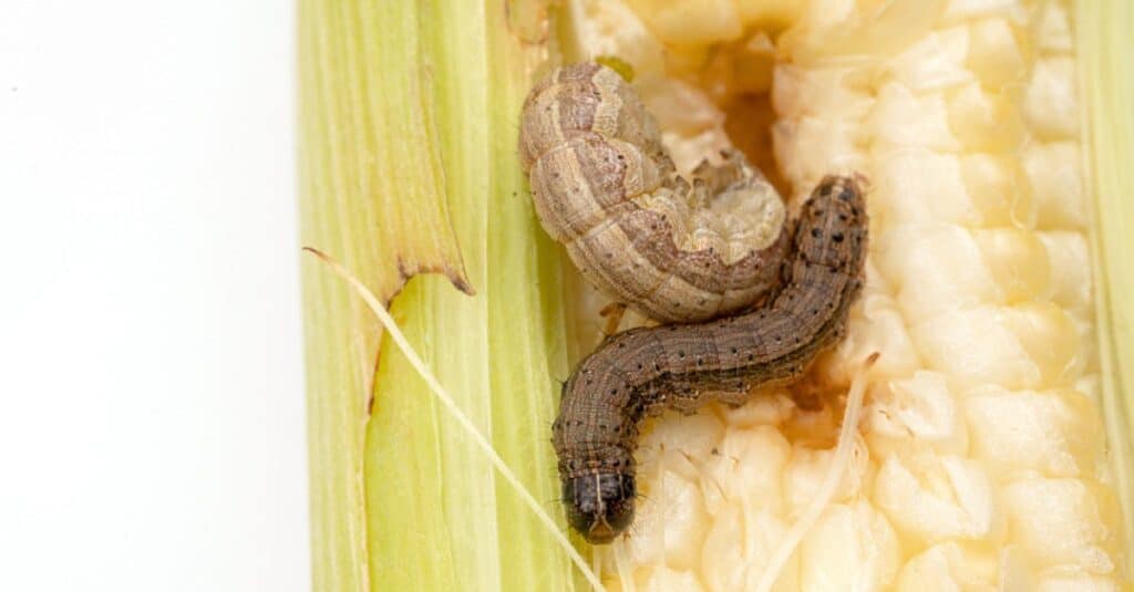 Armyworm on corn