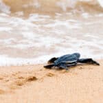 Taking care of itself from birth, this baby Leatherback turtle makes its way to the surf.