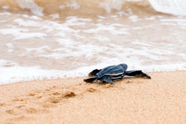 Taking care of itself from birth, this baby Leatherback turtle makes its way to the surf.