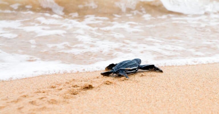 Baby Leatherback Turtle Going to the Surf