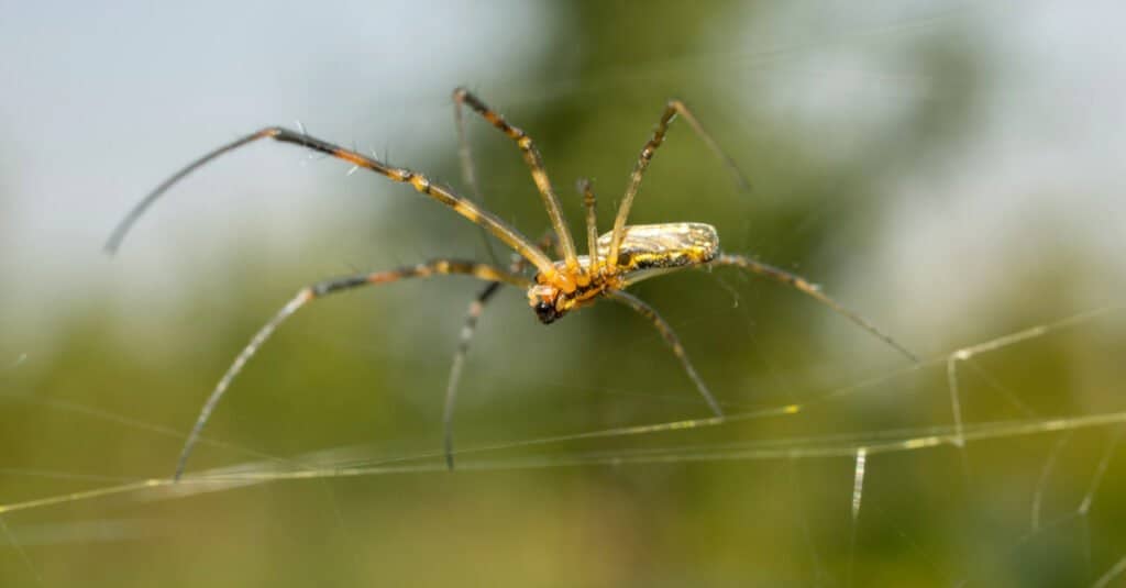 Banana Spider Close-Up