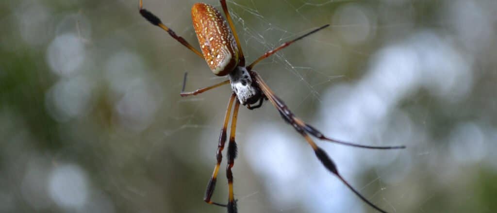 Banana Spider-header