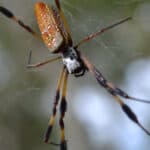 Golden orb-weaver