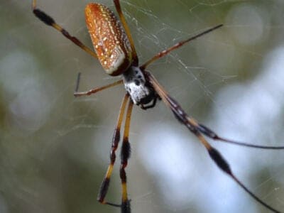 Banana Spider Picture